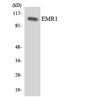 EMR1 rabbit pAb