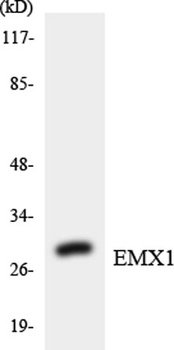 Emx1 rabbit pAb Antibody