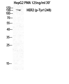 Neu (phospho Tyr1248) rabbit pAb