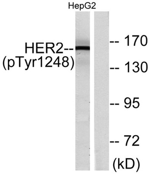 Neu (phospho Tyr1248) rabbit pAb