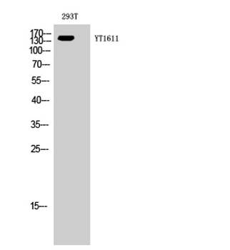 ErbB-3 rabbit pAb Antibody