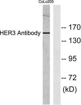 ErbB-3 rabbit pAb Antibody