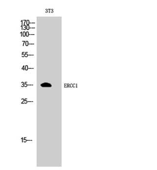 ERCC1 rabbit pAb Antibody