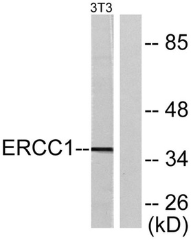 ERCC1 rabbit pAb Antibody