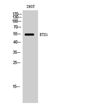 ETS1 rabbit pAb Antibody