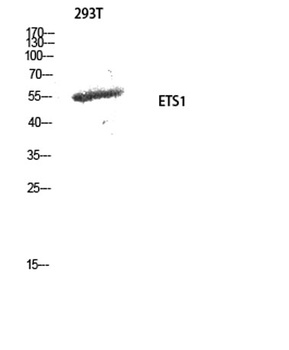 ETS1 rabbit pAb Antibody