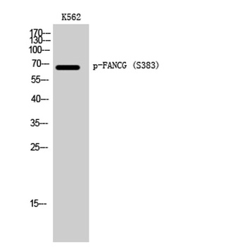 FANCG (phospho Ser383) rabbit pAb Antibody