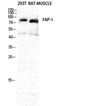 Seprase rabbit pAb Antibody