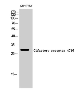 Olfactory receptor 4C16 rabbit pAb Antibody
