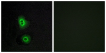 Olfactory receptor 4C16 rabbit pAb Antibody