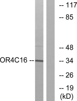 Olfactory receptor 4C16 rabbit pAb Antibody