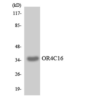 Olfactory receptor 4C16 rabbit pAb Antibody