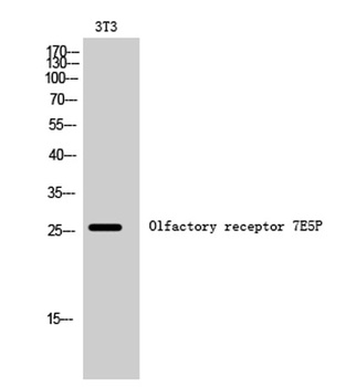 Olfactory receptor 7E5P rabbit pAb Antibody