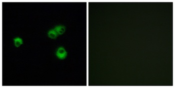 Olfactory receptor 7E5P rabbit pAb Antibody