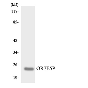Olfactory receptor 7E5P rabbit pAb Antibody