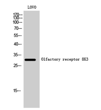 Olfactory receptor 8K3 rabbit pAb Antibody