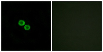 Olfactory receptor 8K3 rabbit pAb Antibody