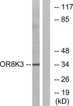 Olfactory receptor 8K3 rabbit pAb Antibody