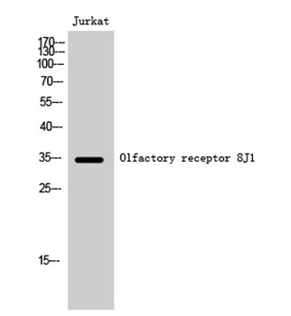 Olfactory receptor 8J1 rabbit pAb Antibody