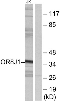 Olfactory receptor 8J1 rabbit pAb Antibody
