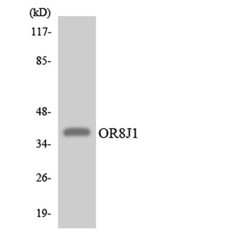 Olfactory receptor 8J1 rabbit pAb Antibody