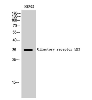 Olfactory receptor 5M3 rabbit pAb Antibody