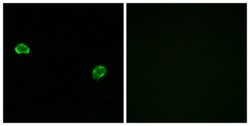Olfactory receptor 5M3 rabbit pAb Antibody