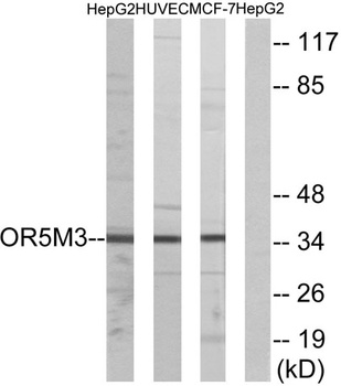 Olfactory receptor 5M3 rabbit pAb Antibody