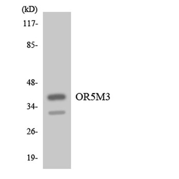 Olfactory receptor 5M3 rabbit pAb Antibody