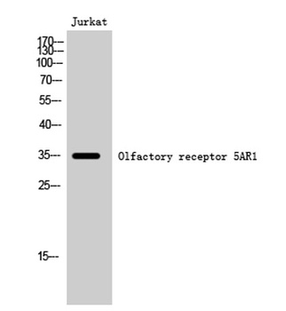 Olfactory receptor 5AR1 rabbit pAb Antibody