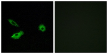 Olfactory receptor 5AR1 rabbit pAb Antibody