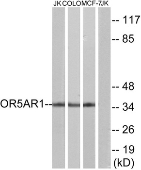 Olfactory receptor 5AR1 rabbit pAb Antibody