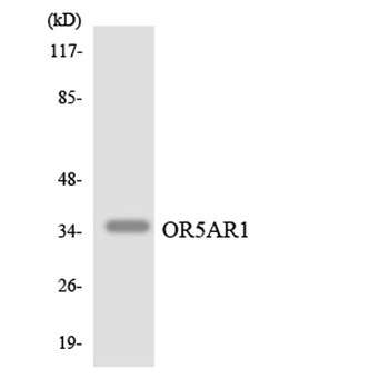 Olfactory receptor 5AR1 rabbit pAb Antibody
