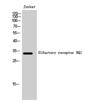 Olfactory receptor 9Q1 rabbit pAb Antibody