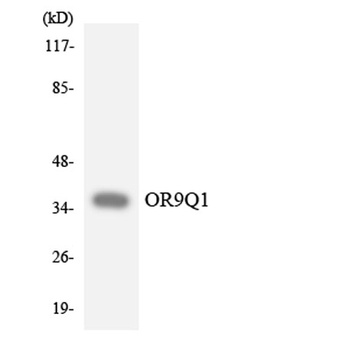 Olfactory receptor 9Q1 rabbit pAb Antibody