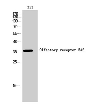 Olfactory receptor 5A2 rabbit pAb Antibody
