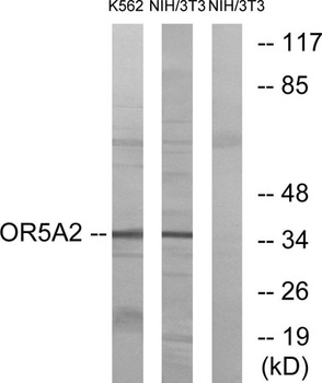 Olfactory receptor 5A2 rabbit pAb Antibody