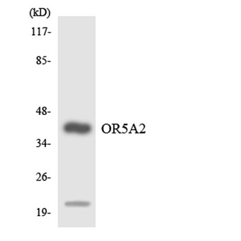Olfactory receptor 5A2 rabbit pAb Antibody