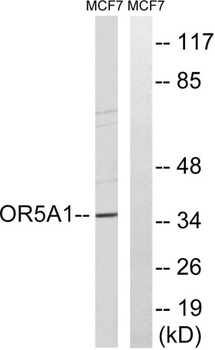 Olfactory receptor 5A1 rabbit pAb Antibody