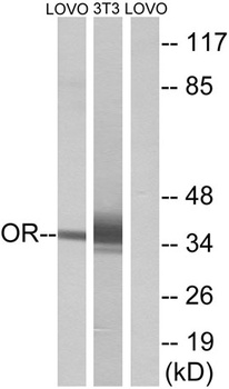 Olfactory receptor 4D6 rabbit pAb Antibody