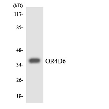 Olfactory receptor 4D6 rabbit pAb Antibody