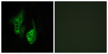 Neuropsin rabbit pAb Antibody