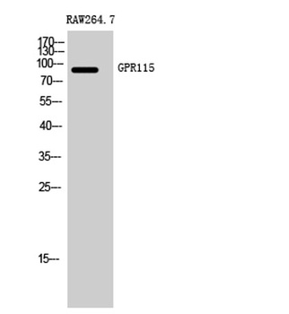 GPR115 rabbit pAb Antibody