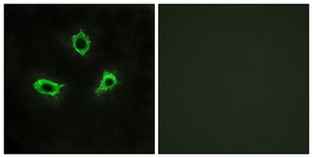 GPR115 rabbit pAb Antibody
