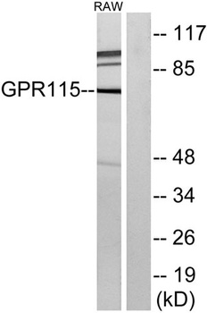 GPR115 rabbit pAb Antibody