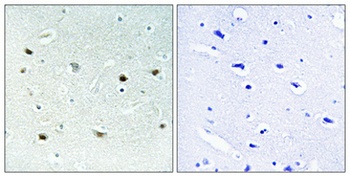 ERK 8 (phospho Thr175/Y177) rabbit pAb