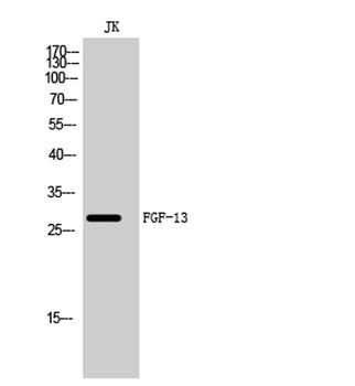 FGF-13 rabbit pAb Antibody