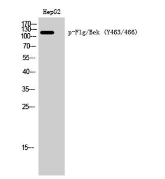 Flg/Bek (phospho Tyr463/466) rabbit pAb Antibody