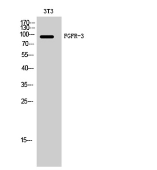 FGFR-3 rabbit pAb Antibody