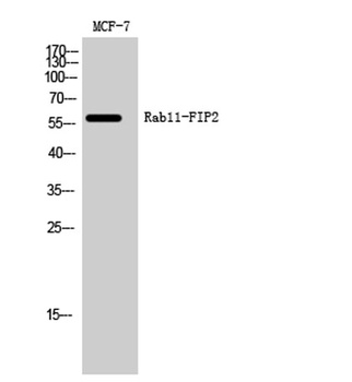 Rab11-FIP2 rabbit pAb Antibody